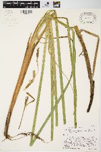 Carex lacustris image