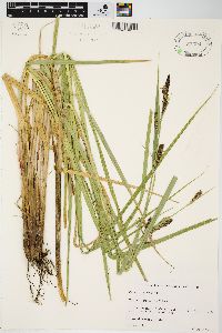 Carex lacustris image