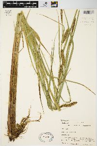 Carex lacustris image