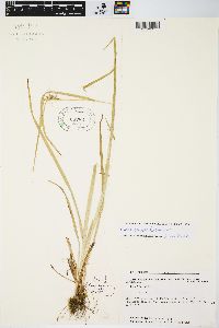 Carex grisea image