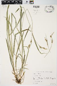 Carex hirtifolia image