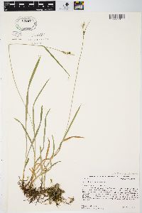 Carex hirtifolia image