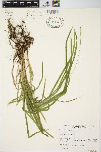 Carex hirtifolia image