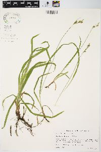 Carex hirtifolia image