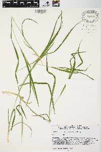 Carex hitchcockiana image