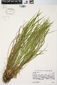 Carex hitchcockiana image