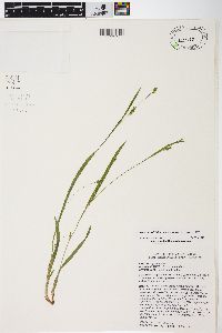 Carex laxiculmis image