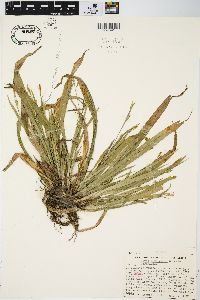 Carex laxiculmis image