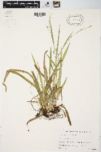 Carex laxiculmis image