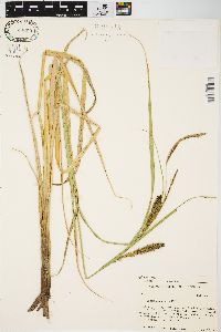 Carex lacustris image