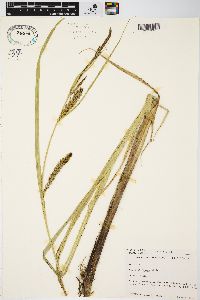 Carex lacustris image