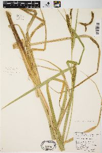 Carex lacustris image