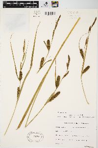 Carex lacustris image