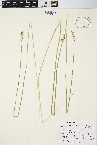 Carex laevivaginata image