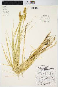 Carex laevivaginata image