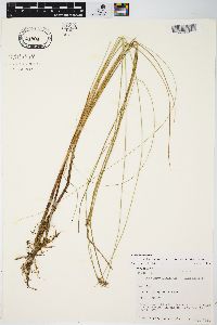 Carex lasiocarpa image