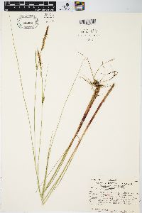 Carex lasiocarpa image