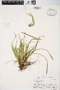 Carex pedunculata image