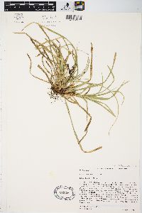 Carex pedunculata image