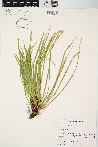 Carex pedunculata image