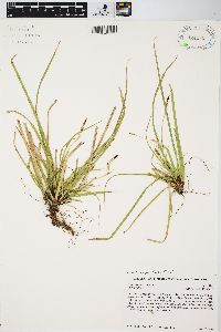 Carex pedunculata image