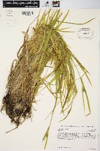 Carex leptonervia image