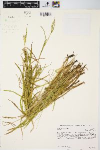 Carex leptonervia image