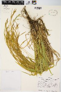 Carex leptonervia image