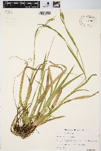 Carex leptonervia image