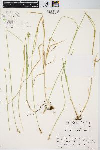 Carex longii image