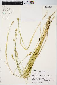 Carex longii image