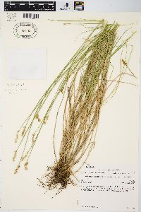 Carex longii image