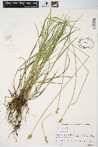 Carex longii image