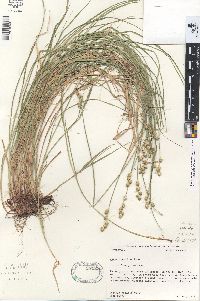 Carex longii image