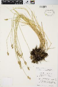 Carex longii image