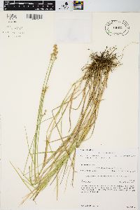 Carex longii image