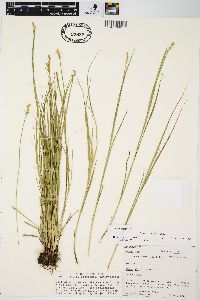 Carex longii image