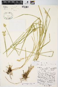 Carex longii image