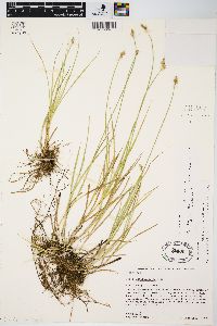 Carex longii image