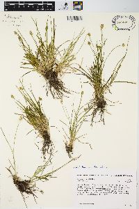 Carex leavenworthii image