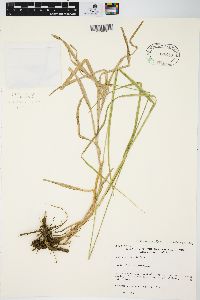 Carex normalis image