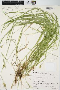 Carex normalis image