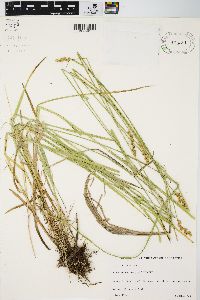 Carex normalis image