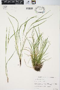 Carex oligocarpa image