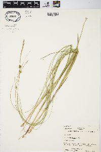 Carex oligosperma image