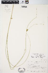 Carex oligosperma image