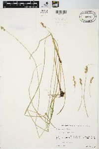 Carex normalis image