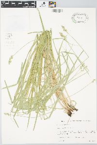 Carex normalis image