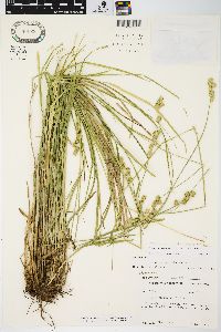 Carex echinodes image