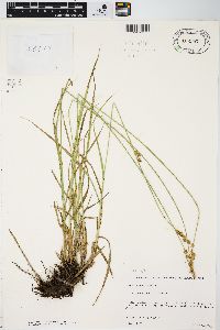 Carex normalis image